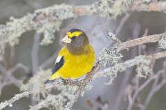 Evening Grosbeak, Coccothraustes vespertinus