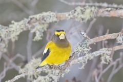 Evening Grosbeak, Coccothraustes vespertinus