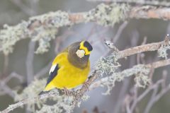 Evening Grosbeak, Coccothraustes vespertinus