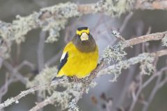 Evening Grosbeak, Coccothraustes vespertinus