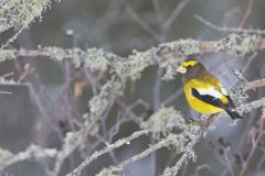 Evening Grosbeak, Coccothraustes vespertinus