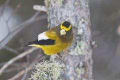 Evening Grosbeak, Coccothraustes vespertinus