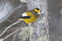 Evening Grosbeak, Coccothraustes vespertinus