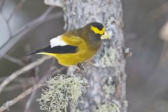 Evening Grosbeak, Coccothraustes vespertinus