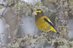 Evening Grosbeak, Coccothraustes vespertinus