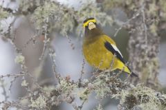 Evening Grosbeak, Coccothraustes vespertinus