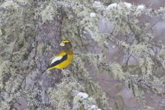 Evening Grosbeak, Coccothraustes vespertinus