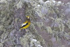 Evening Grosbeak, Coccothraustes vespertinus