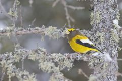 Evening Grosbeak, Coccothraustes vespertinus