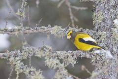 Evening Grosbeak, Coccothraustes vespertinus