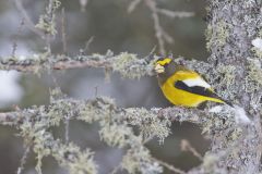 Evening Grosbeak, Coccothraustes vespertinus