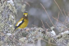 Evening Grosbeak, Coccothraustes vespertinus