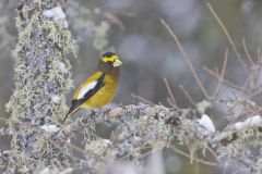 Evening Grosbeak, Coccothraustes vespertinus