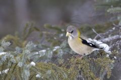 Evening Grosbeak, Coccothraustes vespertinus