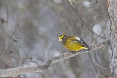 Evening Grosbeak, Coccothraustes vespertinus