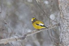 Evening Grosbeak, Coccothraustes vespertinus