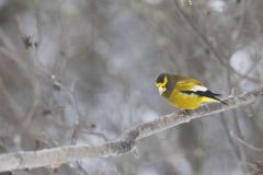 Evening Grosbeak, Coccothraustes vespertinus