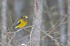 Evening Grosbeak, Coccothraustes vespertinus