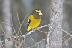 Evening Grosbeak, Coccothraustes vespertinus