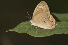 Eyed Brown, Satyrodes eurydice