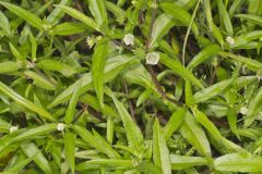 False daisy, Eclipta prostrata