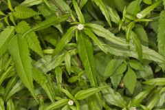 False daisy, Eclipta prostrata