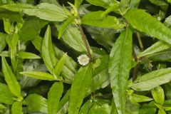 False daisy, Eclipta prostrata