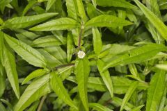 False daisy, Eclipta prostrata