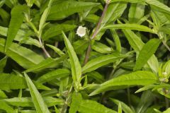 False daisy, Eclipta prostrata