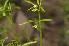 False Mermaid, Floerkea proserpinacoides