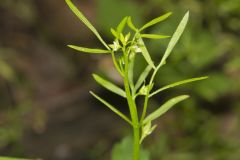 False Mermaid, Floerkea proserpinacoides