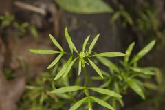 False Mermaid, Floerkea proserpinacoides