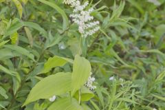 False solomon's-seal, Maianthemum racemosum