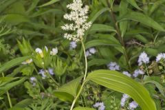 False solomon's-seal, Maianthemum racemosum