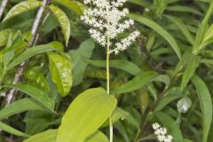 False solomon's-seal, Maianthemum racemosum