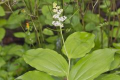 False solomon's-seal, Maianthemum racemosum