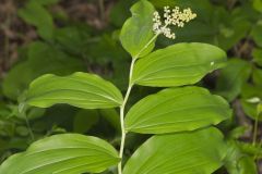 False Solomon's-seal, Maianthemum racemosum