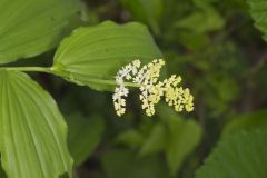 False Solomon's-seal, Maianthemum racemosum