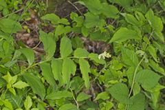 False Solomon's-seal, Maianthemum racemosum