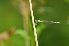 Familiar Bluet Damselfly, Enallagma civile