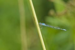 Familiar Bluet Damselfly, Enallagma civile