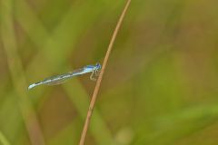 Familiar Bluet Damselfly, Enallagma civile