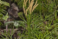 Fan Clubmoss, Diphasiastrum digitatum