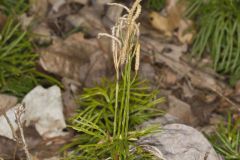 Fan Clubmoss, Diphasiastrum digitatum