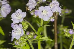 Fernleaf Phacelia, Phacelia bipinnatifida