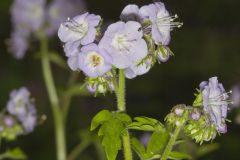 Fernleaf Phacelia, Phacelia bipinnatifida