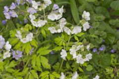 Fernleaf Phacelia, Phacelia bipinnatifida