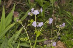 Fernleaf Phacelia, Phacelia bipinnatifida