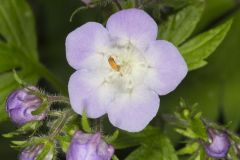 Fernleaf Phacelia, Phacelia bipinnatifida