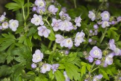 Fernleaf Phacelia, Phacelia bipinnatifida